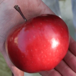 'Purple Haze' Columnar Patio Apple Tree -Bloom And Harvest PurpleHaze 6