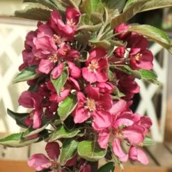 'Purple Haze' Columnar Patio Apple Tree -Bloom And Harvest PurpleHaze 2