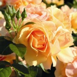 'Queen Bee' Floribunda Rose -Bloom And Harvest Queen Bee 2