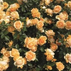 'Queen Bee' Floribunda Rose -Bloom And Harvest Queen Bee 3