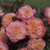 'Rachel' Hybrid Tea Rose -Bloom And Harvest Rachel 1