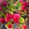 'Red Sentinel' Crabapple Tree -Bloom And Harvest RedSentinel 1
