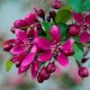 Royalty Crabapple Tree 1 Royalty Crabapple Tree -Bloom And Harvest Royalty 1