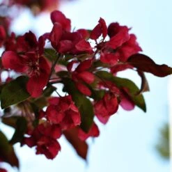 Royalty Crabapple Tree -Bloom And Harvest Royalty 3