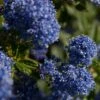 Ceanothus 'Southmead' -Bloom And Harvest SHR0012 1