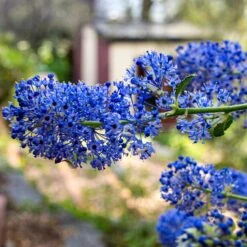Ceanothus 'Southmead' -Bloom And Harvest SHR0012 3