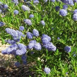 Ceanothus 'Southmead' -Bloom And Harvest SHR0012 5
