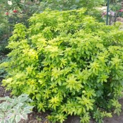 Best Shrubs For Borders -Bloom And Harvest SHR0015 2 c07024a9 fbf3 4ac2 96eb 743e2a689be9