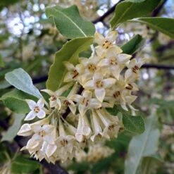 Best Small Evergreen Shrubs -Bloom And Harvest SHR0031 1 563912e4 afe6 45ad ace2 809656f9993f