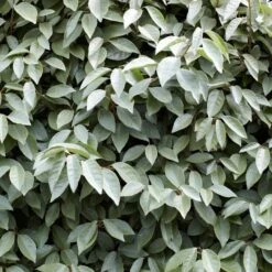 Best Flowering Evergreen Shrubs -Bloom And Harvest SHR0031 4 b593e192 c8d2 42f0 b956 7ce0bb5bd358