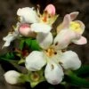 Escallonia 'Apple Blossom' -Bloom And Harvest SHR0032 1