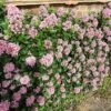 Escallonia 'Pink Elle' -Bloom And Harvest SHR0033 1