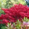 Euonymus Alatus 'Blade Runner' -Bloom And Harvest SHR0034 1