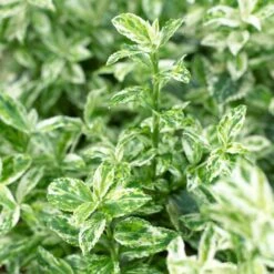 Euonymus 'Harlequin' -Bloom And Harvest SHR0037 3