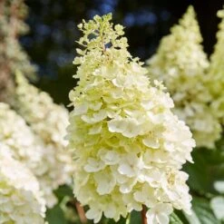 Best Shrubs For Shade -Bloom And Harvest SHR0046 1 c3cb1a59 bc1f 4193 9c29 bb636158196c