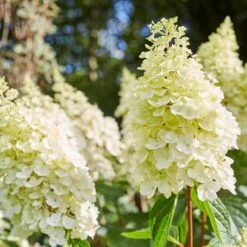 Best Shrubs For Borders -Bloom And Harvest SHR0046 2 e4803070 0c1a 444f 8a01 dd0a7b9aff1c