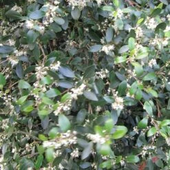 Best Evergreen Shrubs -Bloom And Harvest SHR0048 5 3126379c 0e7f 4662 ae28 5e6b576c59bc