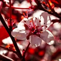 Photinia 'Red Robin' -Bloom And Harvest SHR0054 1