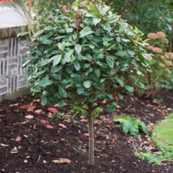Photinia 'Red Robin' -Bloom And Harvest SHR0054 10