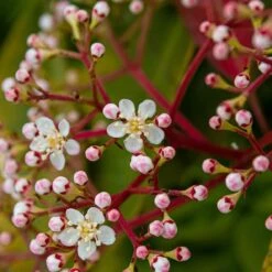 Photinia 'Red Robin' -Bloom And Harvest SHR0054 12