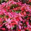 Photinia 'Red Robin' -Bloom And Harvest SHR0054 3
