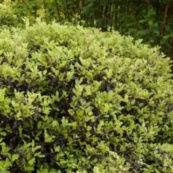 Pittosporum 'Golden Ball' -Bloom And Harvest SHR0056 3