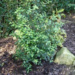 Best Evergreen Shrubs -Bloom And Harvest SHR0058 1 7996062c 7e99 4022 894d ca68e24e645b