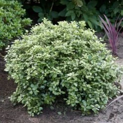 Best Shrubs For Borders -Bloom And Harvest SHR0058 3 47341af6 845c 419d 9b76 6812597f7149