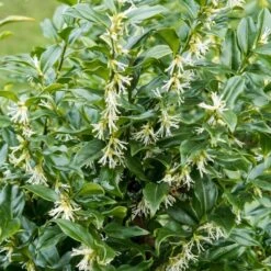 Best Fast Growing Shrubs -Bloom And Harvest SHR0062 1 27e4a233 9513 4b20 acf6 0b6e188f89e7