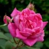 'Antike' Climbing Rose -Bloom And Harvest SHR0066 1