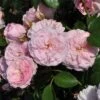 'My Beloved Mother' Shrub Rose -Bloom And Harvest SHR0067 1