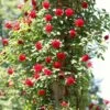 'Don Juan' Climbing Rose -Bloom And Harvest SHR0069 4