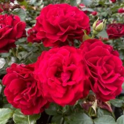 Shrub Rose Collection | Roses For The Border -Bloom And Harvest SHR0070 1 eca00d9d b394 4ee5 a381 4f5d6f10092c