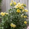 'Golden Showers' Climbing Rose -Bloom And Harvest SHR0071 1
