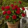 'Capricia Renaissance®' Shrub Rose -Bloom And Harvest SHR0072 1