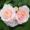 'Clair Renaissance®' Shrub Rose -Bloom And Harvest SHR0073 1