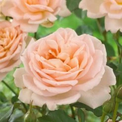 'Clair Renaissance®' Shrub Rose 12 'Clair Renaissance®' Shrub Rose -Bloom And Harvest SHR0073 2
