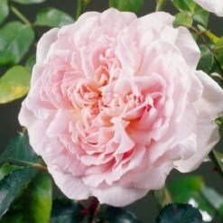 'Clair Renaissance®' Shrub Rose 10 'Clair Renaissance®' Shrub Rose -Bloom And Harvest SHR0073 4