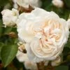 'Eisa Courtyard®' Climbing Rose 1 'Eisa Courtyard®' Climbing Rose -Bloom And Harvest SHR0074 1