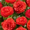 'Liwa Courtyard®' Climbing Rose -Bloom And Harvest SHR0076 1