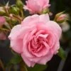 'Mamma Mia Courtyard®' Climbing Rose -Bloom And Harvest SHR0077 1