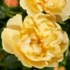 'Mapale Courtyard®' Climbing Rose -Bloom And Harvest SHR0078 1