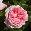 'Marlis Renaissance®' Shrub Rose -Bloom And Harvest SHR0079 1