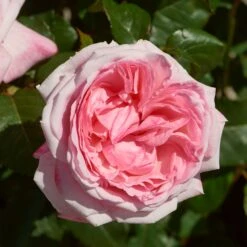 'Marlis Renaissance®' Shrub Rose