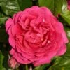 'Pasillo Courtyard®' Climbing Rose 2 'Pasillo Courtyard®' Climbing Rose -Bloom And Harvest SHR0081 1