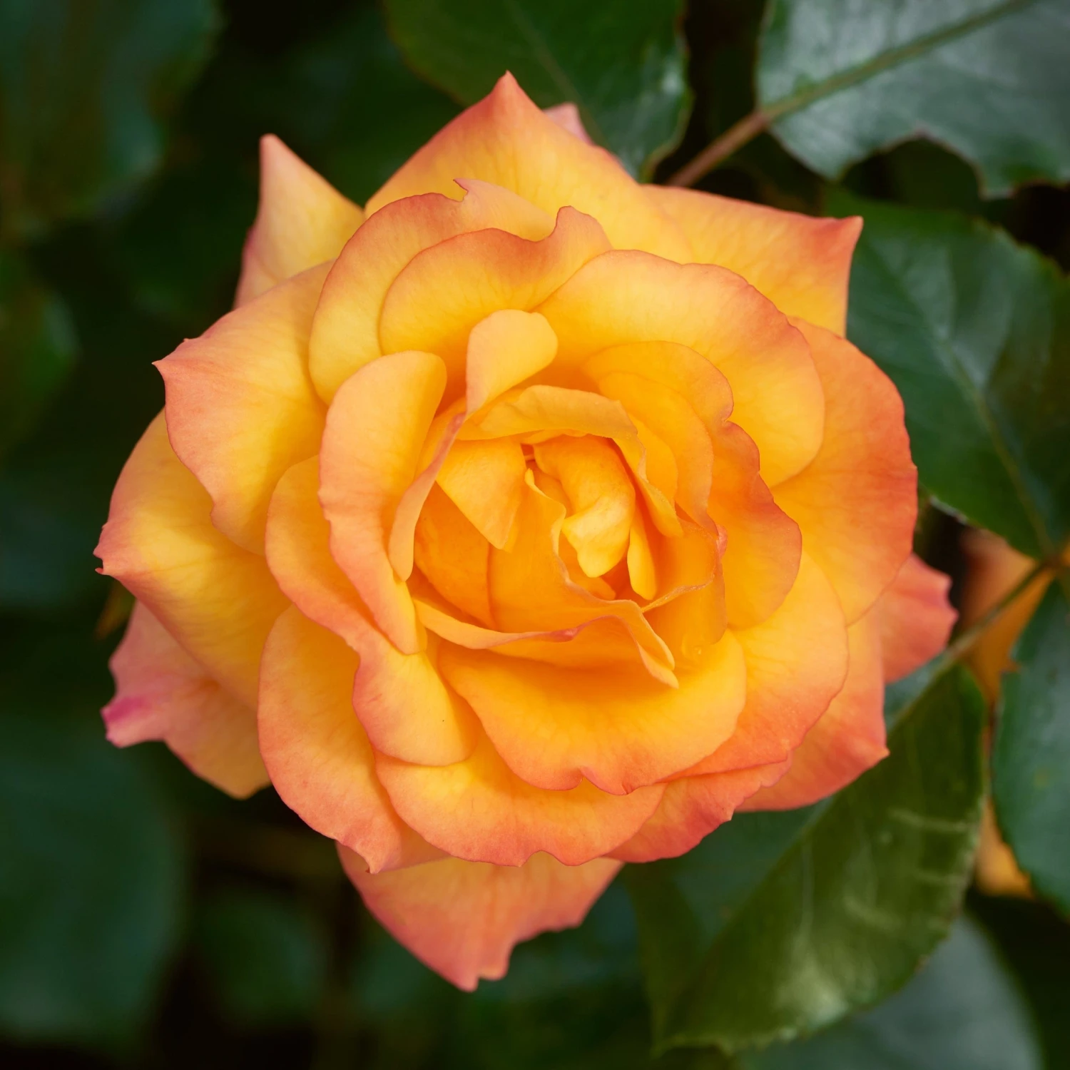 'Redova Courtyard®' Climbing Rose 3 'Redova Courtyard®' Climbing Rose