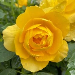 Shrub Rose Collection | Roses For The Border -Bloom And Harvest SHR0083 1 1