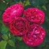'Raspberry Ripple®' Shrub Rose -Bloom And Harvest SHR0084 1