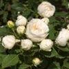 'Lenka Frayla®' Shrub Rose -Bloom And Harvest SHR0085 1