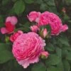 'Ava Bella®' Shrub Rose 1 'Ava Bella®' Shrub Rose -Bloom And Harvest SHR0086 1